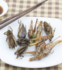 Voedseltransitie insecten